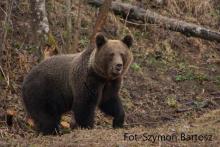 Kilka faktów w sprawie ataku niedźwiedzia w Hulskiem