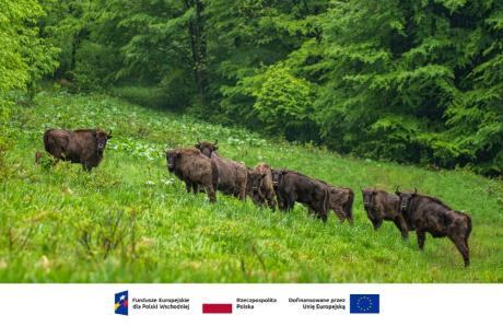 Zarzadzanie migracją żubra we wschodniej Polsce